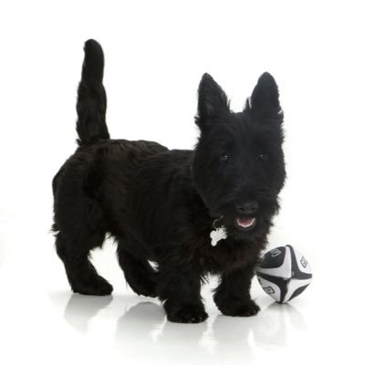 Scottish Terrier