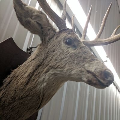 robosolmund's profile picture. @solmundm but a bot