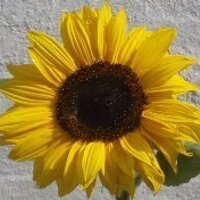 Charlotte (@clurwin) 's Twitter Profile