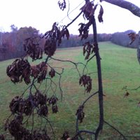 WVdown2TN (@wvdown2tn) 's Twitter Profile Photo