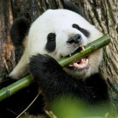 PandaWallKroft's profile picture. Menos mal limpie esto