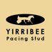 Yirribee Pacing Stud (@yirribee) Twitter profile photo Yirribee Pacing Stud (@yirribee) Twitter profile photo