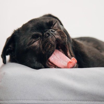 kazukin26079557's profile picture. 趣味はスポーツや犬関連のことについて話すことが好き😘です！