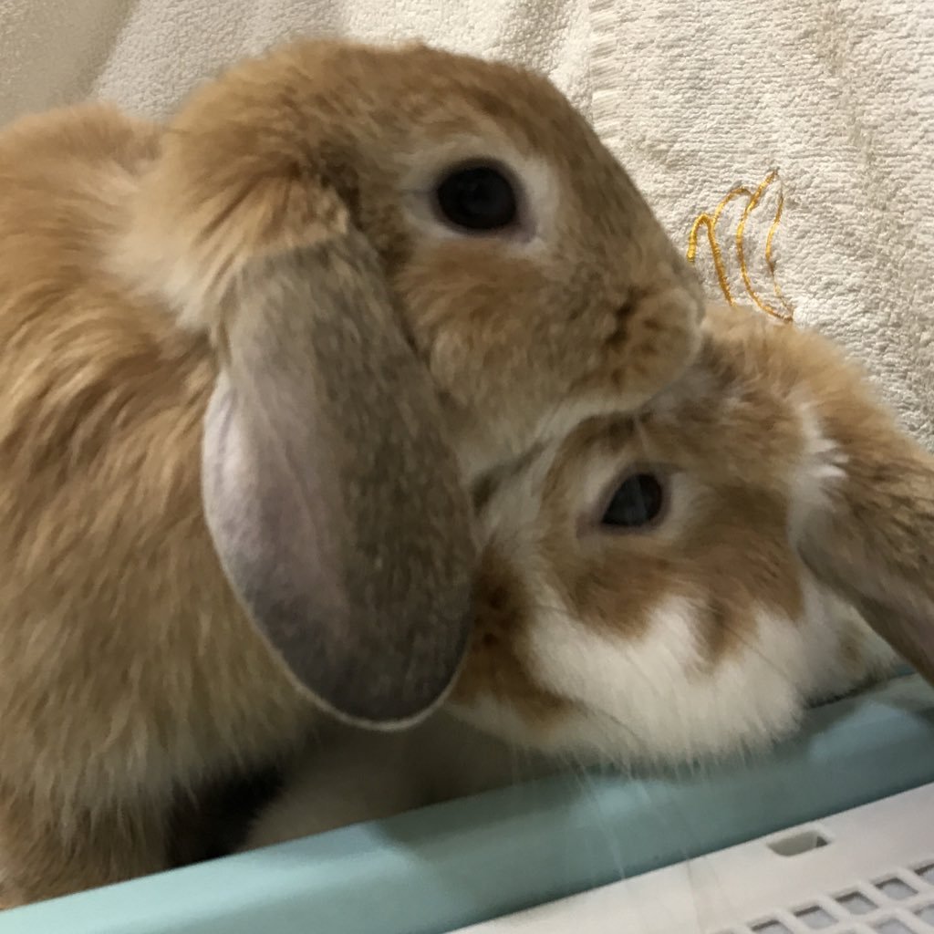 【国境なきうさもふ団:至福なでなで兼環境改善係】☆『愛玩動物飼養管理士』になり、ますます動物に関心が高まる。3代目姉妹🐇うさぎのつぶやきなのら。
