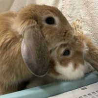 でめ (@demekin1) 's Twitter Profile