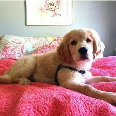 We sale pet dogs including Affenpinscher, Afghan Hound, American Staffordshire Terrier, Australian Cattle Dog, German Shepherd, Caucasian, Tenterfield Terrier