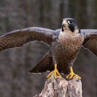 Peregrine Falcon (@p3r3gr1n3) 's Twitter Profile