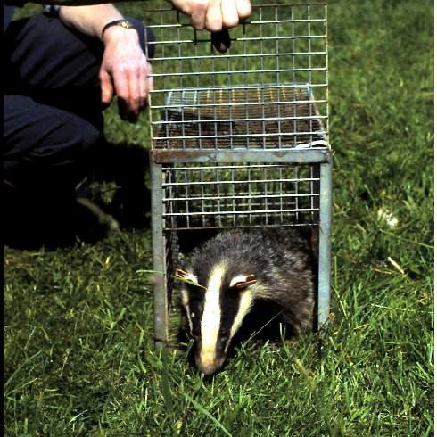 By @DrRichardMeyer. Essential reading for anyone with an interest in badger protection/conservation and especially badgers and bovine TB.