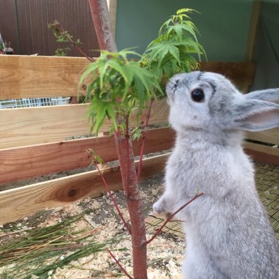 ...........🐰ネザーランド・ドワーフ🐇...........男の子♂名前♡*⇝みっくん🐰 ･*. 日常的な様子を投稿しています♡ RTやいいねをしてくれると嬉しいです🐇#うさぎ好きと繋がりたい #無断転載禁止 #フォロバ100%