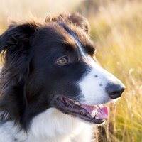Ropebelt (@ropebelt) 's Twitter Profile