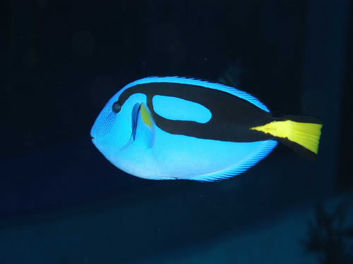 F_no_kiroku's profile picture. 「えふの記録。」というブログを書いております。大変マイナーで、主題のわかりにくいものではありますが、もし、よかったら、一度いらしてみてください。とくに、歓待はありませんが、拝観料なども不要です。