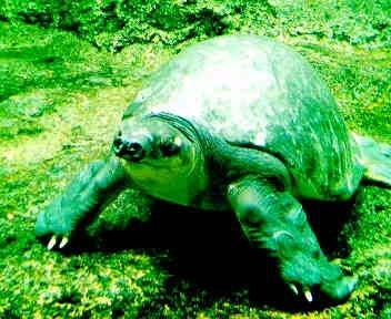 ki10ki10's profile picture. 富山湾のキトキトな魚を狙うルアーリーマン