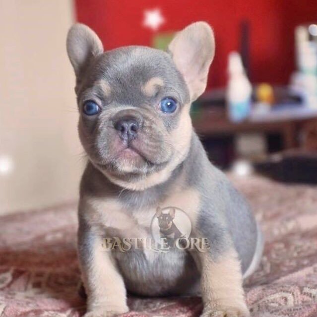 lilac platinum french bulldog