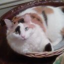 Jennifer Taylor - @twistedcatlady - Twitter