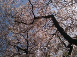 corogon's profile picture. 