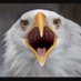 NAMS Social Studies (@nams1617ss) Twitter profile photo NAMS Social Studies (@nams1617ss) Twitter profile photo