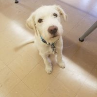 Jed The Dog (@ps90jed) 's Twitter Profile Photo Jed The Dog (@ps90jed) 's Twitter Profile Photo