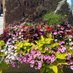 Angels Garden Center (@angelsgrdnctr) Twitter profile photo Angels Garden Center (@angelsgrdnctr) Twitter profile photo