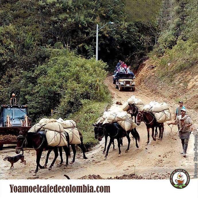 lvmontes's profile picture. Uribista 100/100”