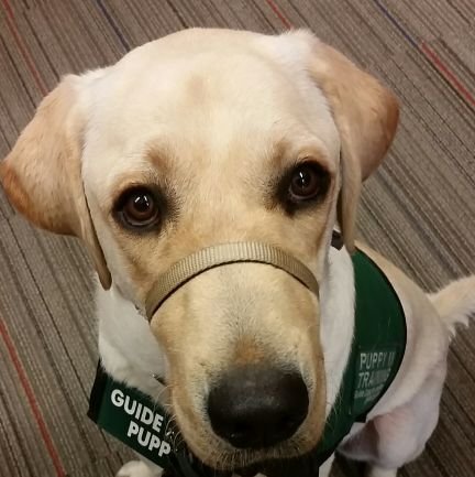 LeemingShane's profile picture. Humor Animals Cute Trending Technology