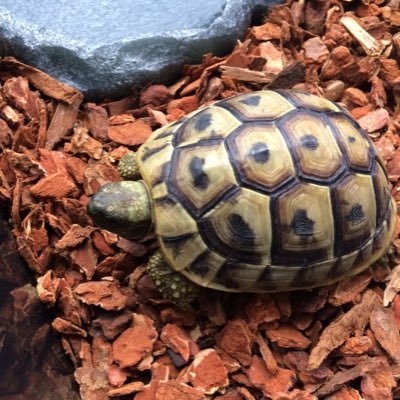 poco_arma's profile picture. 亀、コリドラス（コルレア）、植物（アガベ、ピクタム）
フィールド昆虫採集・飼育・標本も集めてます。

最近はタマムシの標本にハマり中
特にCalodema suhandae , Calodema ribbeiが好きです。