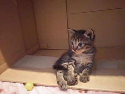 香川県のマリサポおばちゃん
J元年からマリノス🇫🇷
♡中澤佑二さま♡ 
カマタマーレ讃岐絶賛応援中

ネコ(キジトラ)の名前が もずくといいますのん
2023より永戸選手ユニ🇫🇷