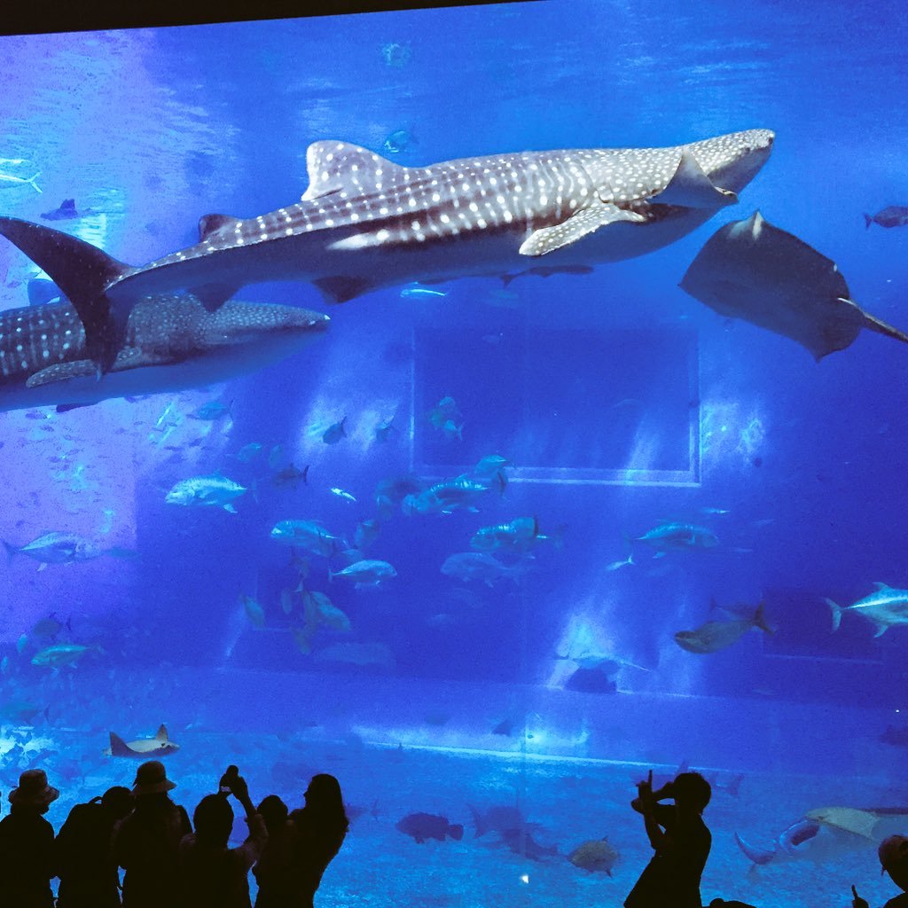 結局好きなものはどーやったって好きなんだと、開き直りました。ディズニー大好き！水族館大好き！