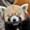 Curtis McFarlane - @Redpanda_prod - Twitter