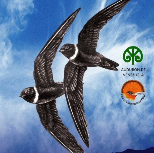 Monitoreo de aves migratorias y residentes en Portachuelo, P.N. Henri Pittier. Proyecto de @Audubon_Vzla y @FundacionPhelps