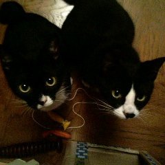 tuxedo bros, Tinta🌈2006.9.03-2022.6.17,  tom🌈2006.10.6- 2023.4.17,  our sister Laurie 2019.8 came 2 our house, living  with humom and sister