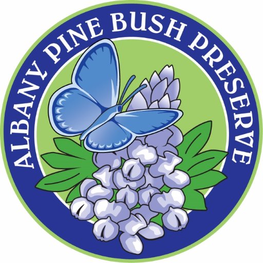 Discover the amazing Albany Pine Bush! This fascinating ecosystem is the best example of just 20 inland pine barren environments in the world.