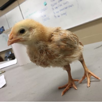 the real twitter bird