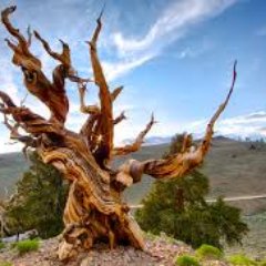 SubsidyFarmer's profile picture. Trying to see the wood from the trees.