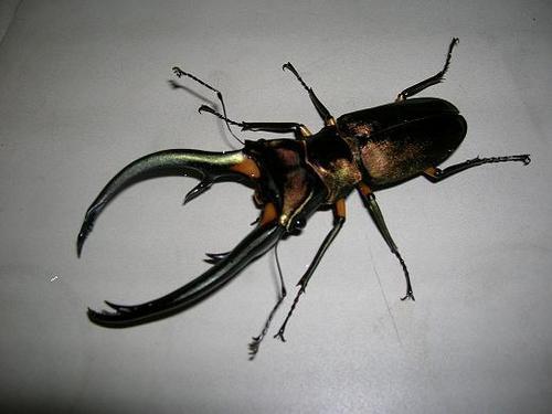 hopeisl's profile picture. 株　ＦＸ　特訓中