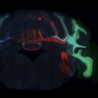 Janelia Viral Tools (@janeliaviruses) 's Twitter Profile Photo Janelia Viral Tools (@janeliaviruses) 's Twitter Profile Photo
