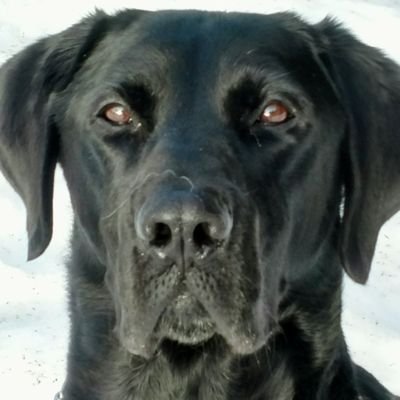 Jiggsthedog's profile picture. 