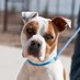 Maclean-Cameron Animal Adoption Center (@maacanimals) Twitter profile photo Maclean-Cameron Animal Adoption Center (@maacanimals) Twitter profile photo