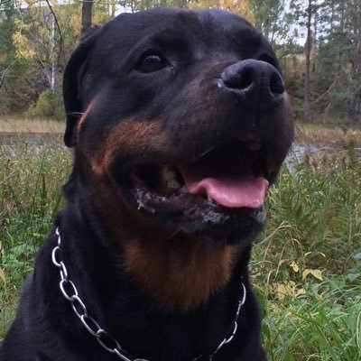 #Beats! #God #Food #Rottweilers #Sweden #Spain #GorealaTunez #3066 #StackUpGang chris.chrivid@gmail IG:chris.chrivid