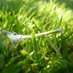 NZGA (@nzgrassland) Twitter profile photo NZGA (@nzgrassland) Twitter profile photo