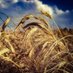 COLO Grains Oilseeds Commodity Trading (@colograinsoils) Twitter profile photo COLO Grains Oilseeds Commodity Trading (@colograinsoils) Twitter profile photo