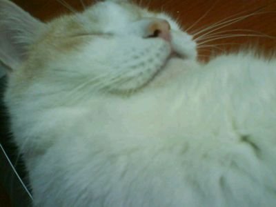 PoshChang's profile picture. 