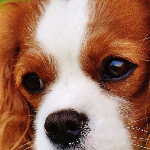 blog de conseils pour votre chien 🐕 #CKC #CavalierKingCharles #Chien #Chiot #blog #Conseils #Lyon
https://t.co/DnXvqFYM2s