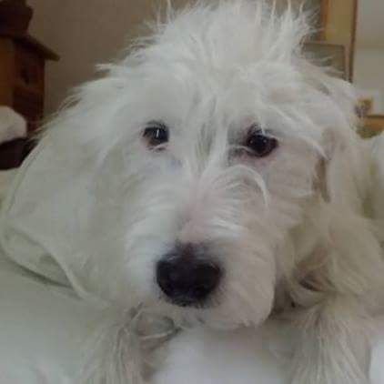 momsipswine's profile picture. 