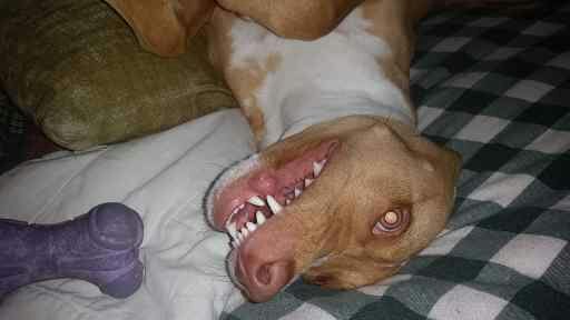 RTGatsby's profile picture. the Greatest of the Gatsby's Raul Tyler Gatsby