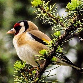 seiwa_genji's profile picture. ISTP。政治語りしがち。フォロー＆リムはご自由に。ネトウヨ維新信者お断り◆◇趣味：音楽全般/歴史/鉄道/スポーツ観戦/ボドゲ/編み物◆◇愛聴：Classic（特にモーツァルトとサリエリ推し）/ゴスペラーズ/周華健/ビートルズ/QUEEN/JAZZ等◆◇ログ：https://t.co/kZOOSajywA