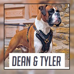 DeanAndTyler's profile picture. Dean is Golden Retriever and Tyler is Flashy Fawn Boxer. 
We treat our dogs as family and trust only Dean & Tyler products for their safety, comfort and style.