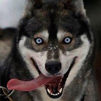 The Dawg Pound (@matawandawg) 's Twitter Profile Photo