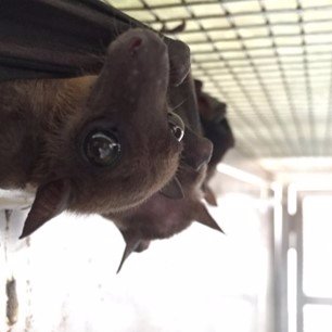 Understanding bats through research. Host-Pathogen responses/Comparative Biology. opinions my own. A. Prof @ZJE_institute @ZJU_China @batresearch@mstdn.science