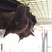 Bat Researcher - A.Prof. Aaron Irving(@BatResearch) 's Twitter Profile Photo