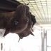 Bat Researcher - A.Prof. Aaron Irving (@batresearch) Twitter profile photo Bat Researcher - A.Prof. Aaron Irving (@batresearch) Twitter profile photo